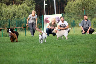 Szkoła dla psów "Psia Edukacja"