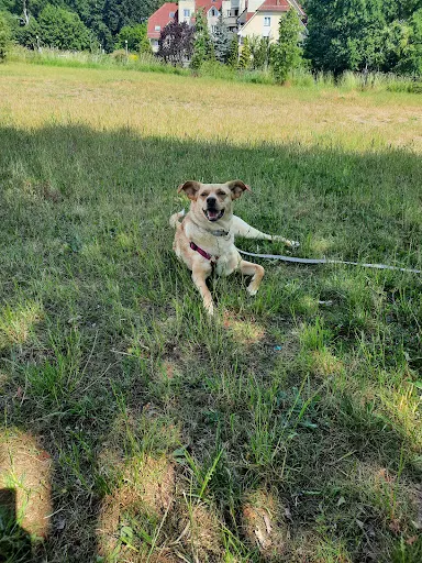 Szkolenie psów Szkoła Q Czworonogom behawiorysta psów i kotów
